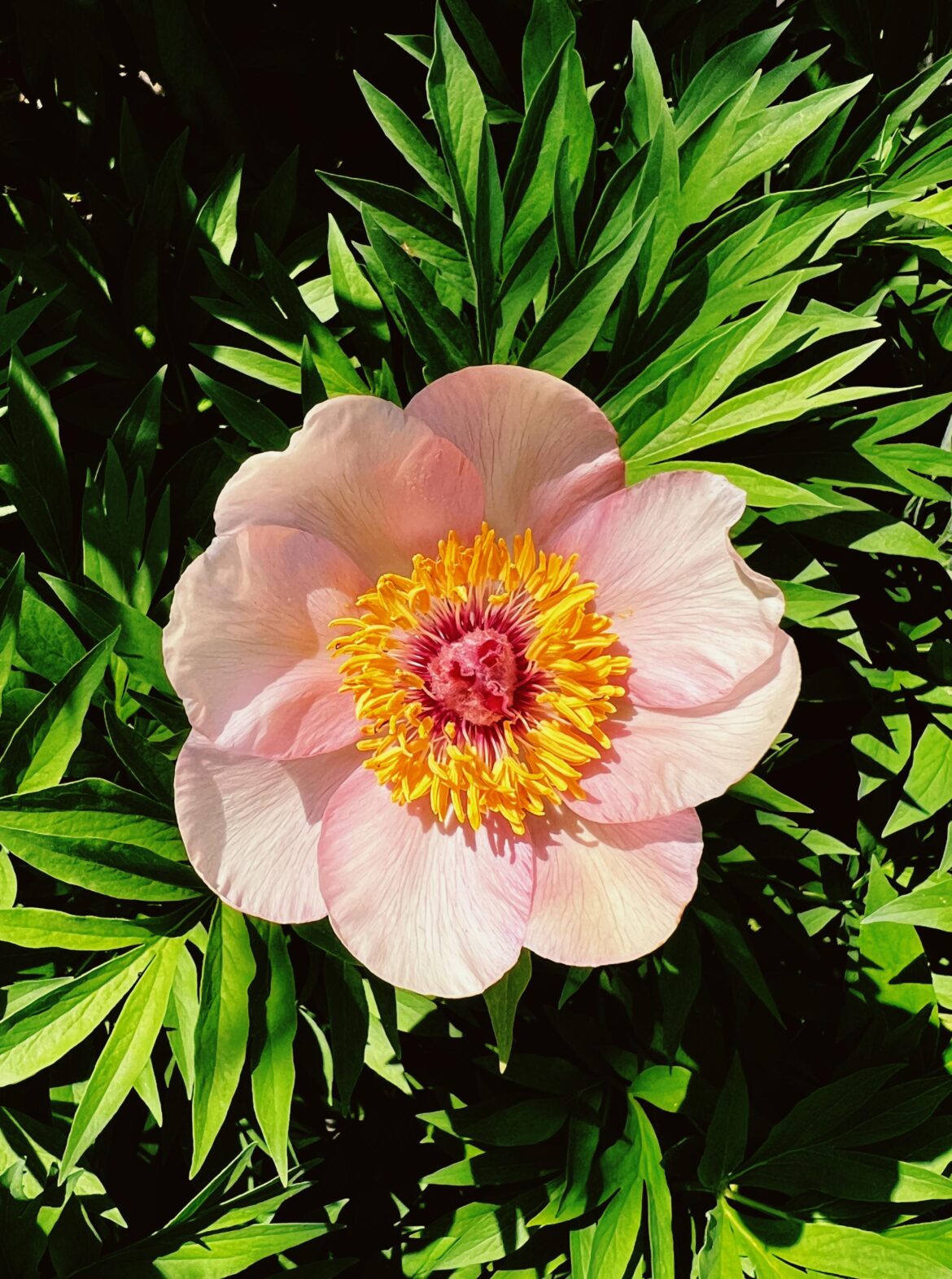 Peonies starting to bloom!