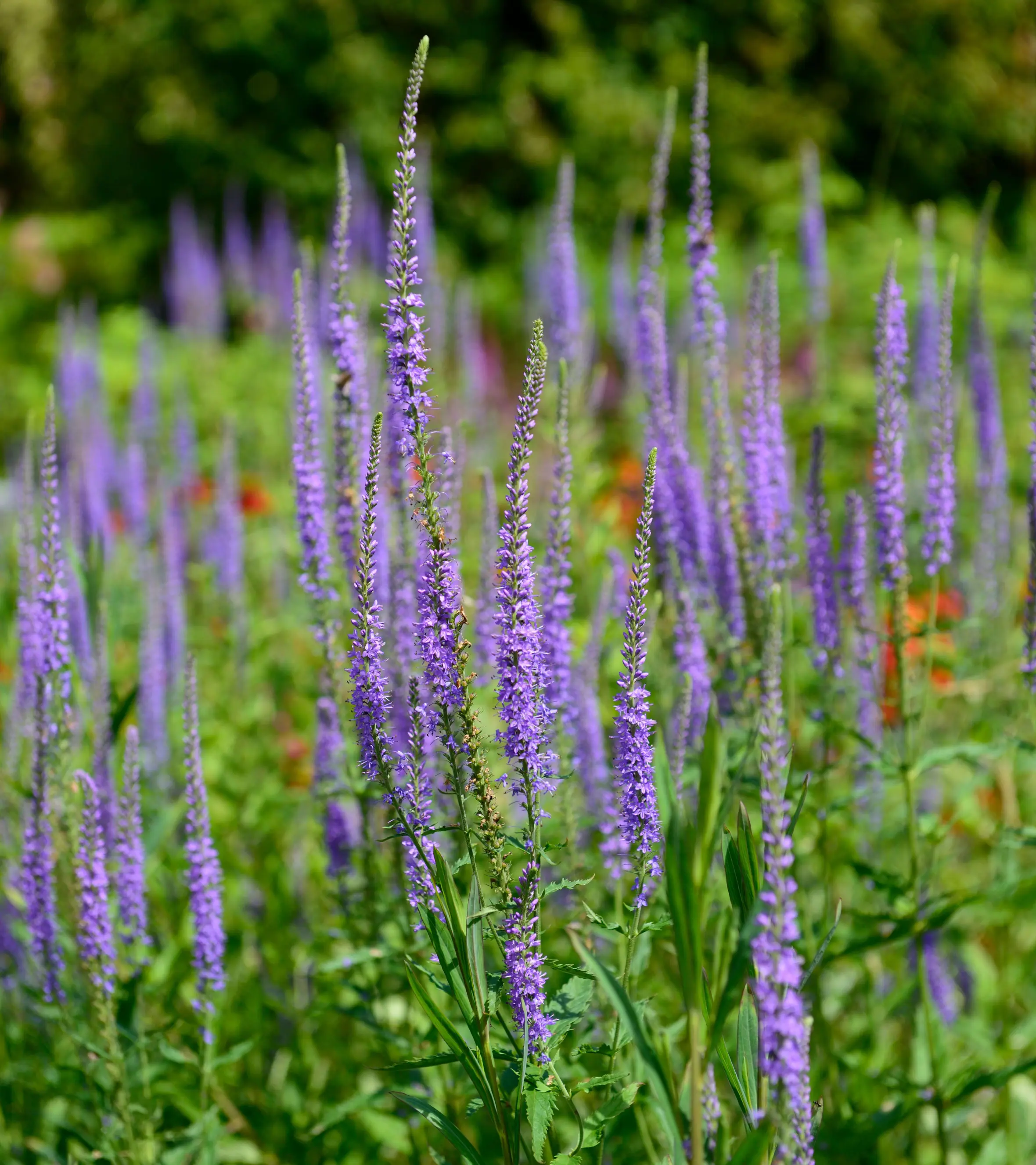 Tall racemes of lilac-blue flowers, known as Veronicastrum virginicum Fascination, grow in a field of green foliage.