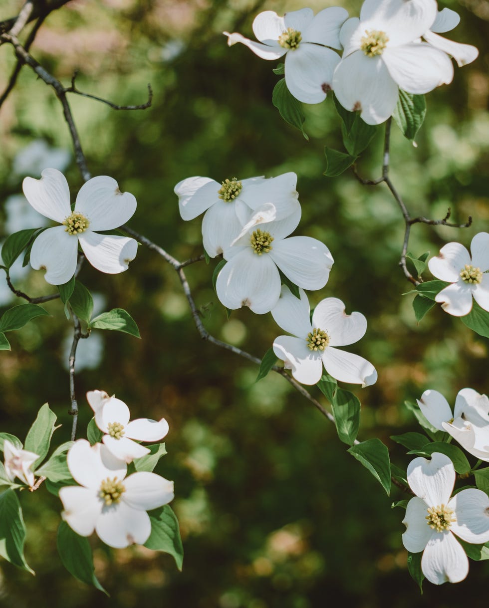 close up of a flowering dogwood in bloom