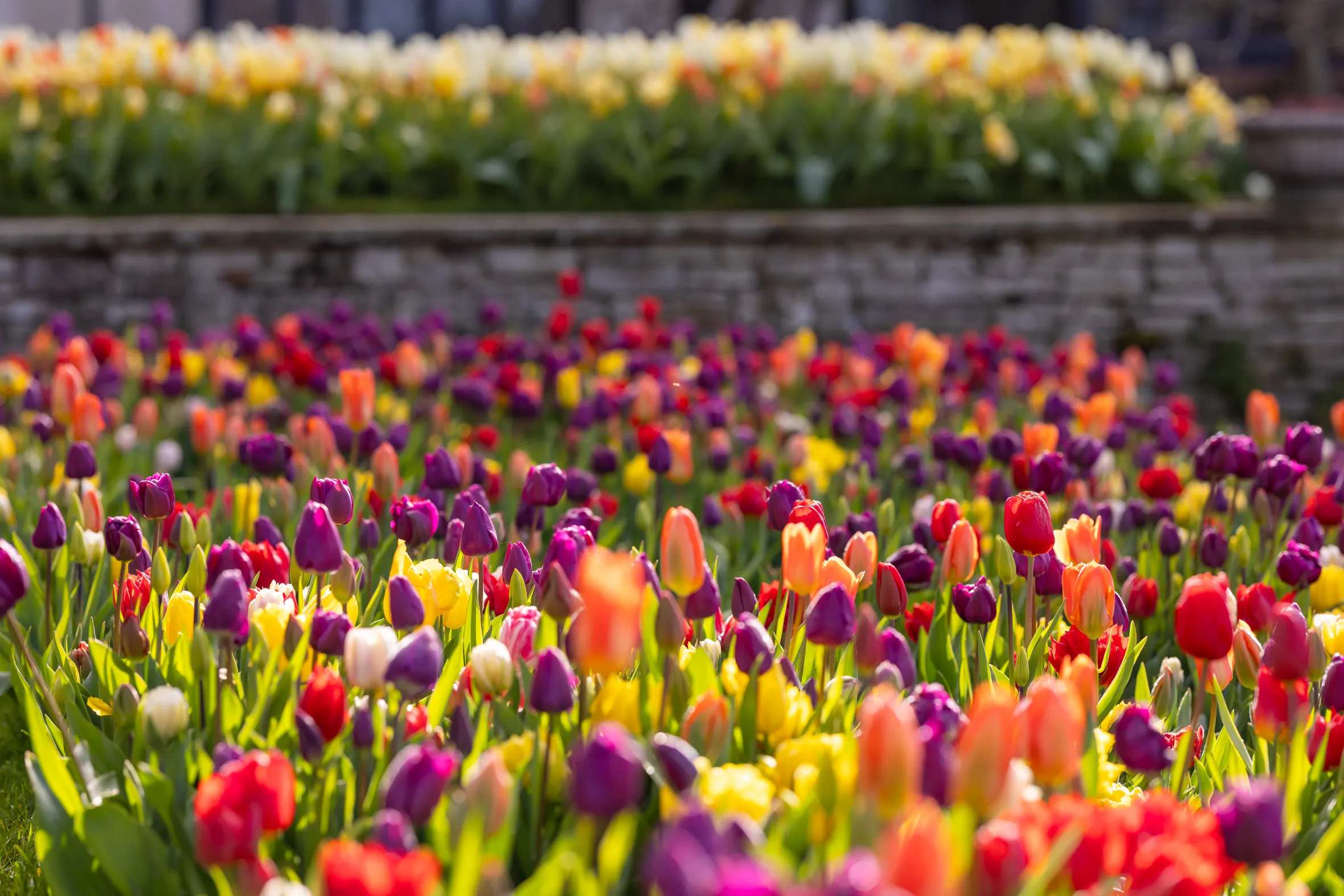 A field of red, purple, orange, and yellow tulips.