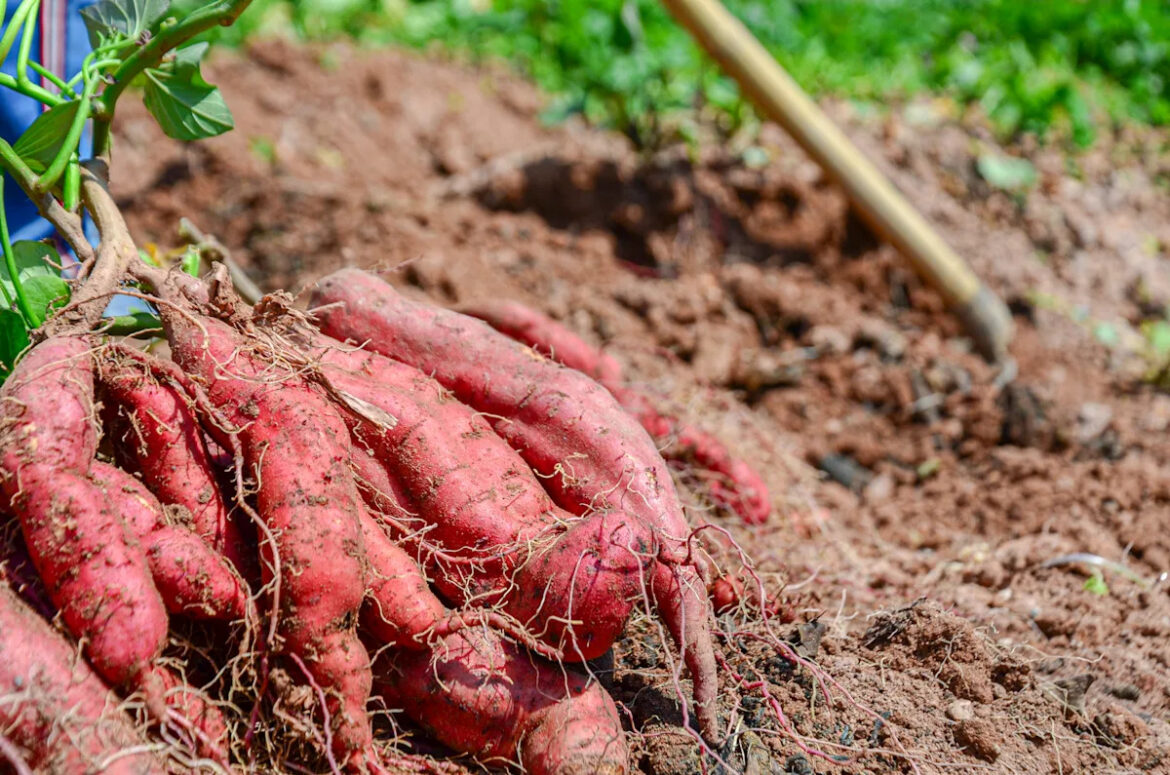 13 Best Root Vegetables That Grow Quickly and Easily in Your Garden Yahoo creators home