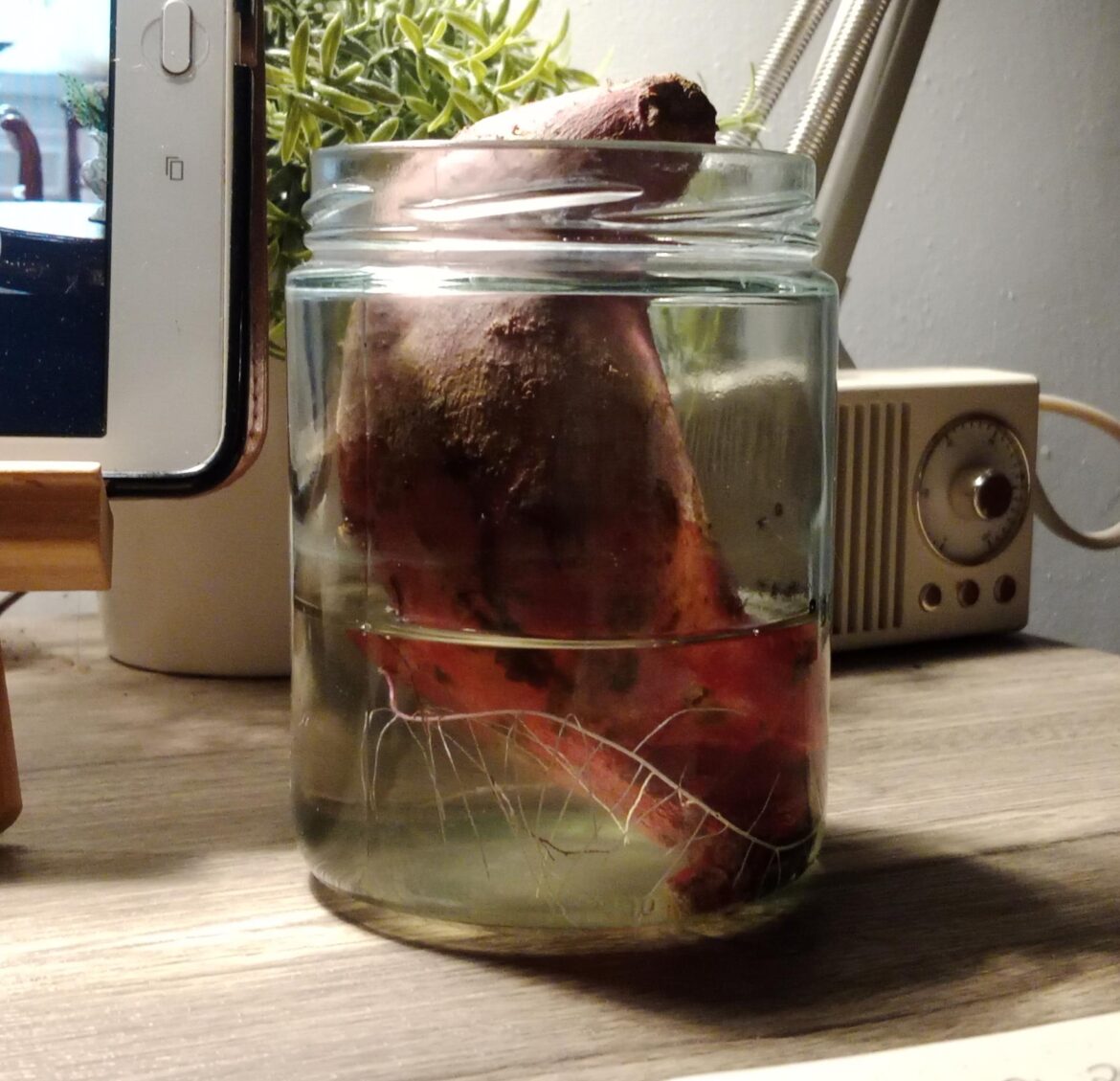 When should I put this in soil?