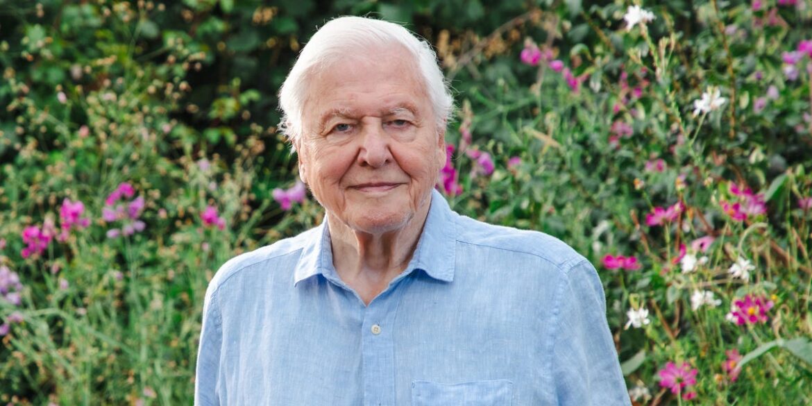 David Attenborough’s 4 “low-effort but high-impact” changes to make your garden a “magical place” this weekend David Attenborough’s 4 “low-effort but high-impact” changes to make your garden a “magical place” this weekend