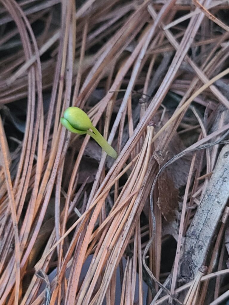 It has begun!