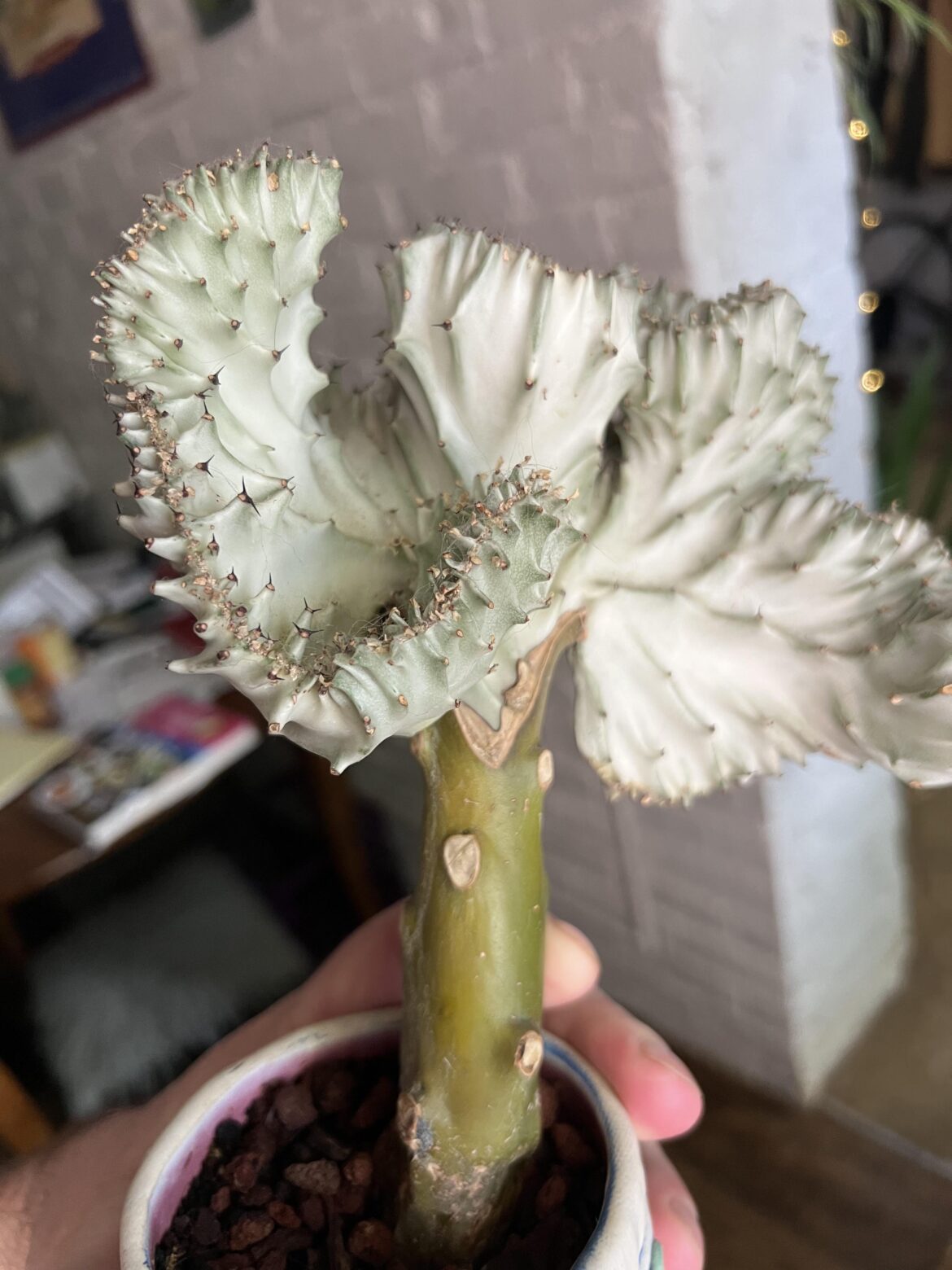 SOS Catus