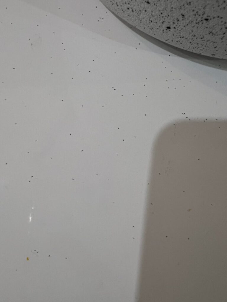 What are these bugs 😩 What are these bugs 😩