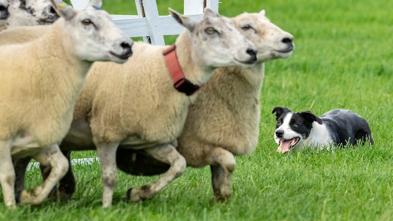 DUP and Sinn Fein wade in after flags row erupts over flying tricolour at International Sheep Dog Society events