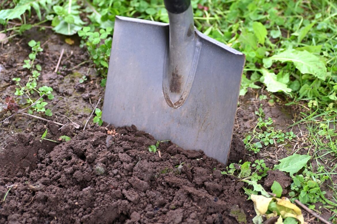 Soil is the foundation of your garden – AgriNews