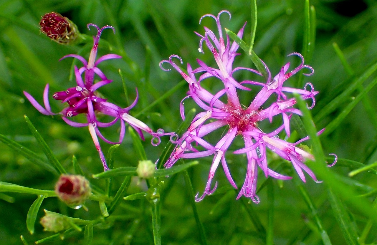 Ironweed 'Iron Butterfly'