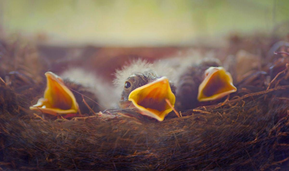 Picture of baby chicks crying for food