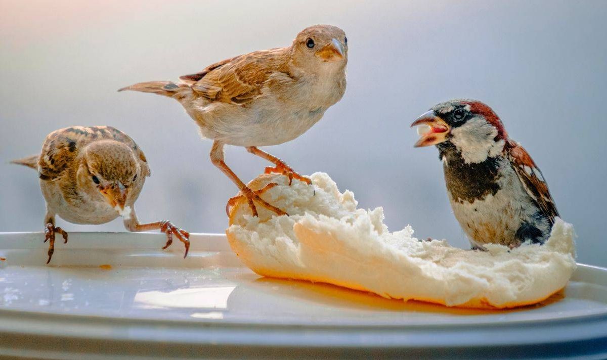 Picture of birds eating bread