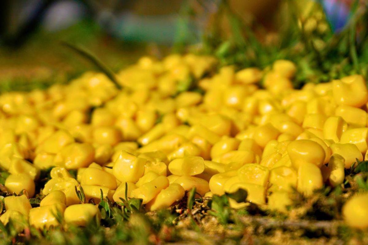 Piuctue of sweetcorn laying on grass