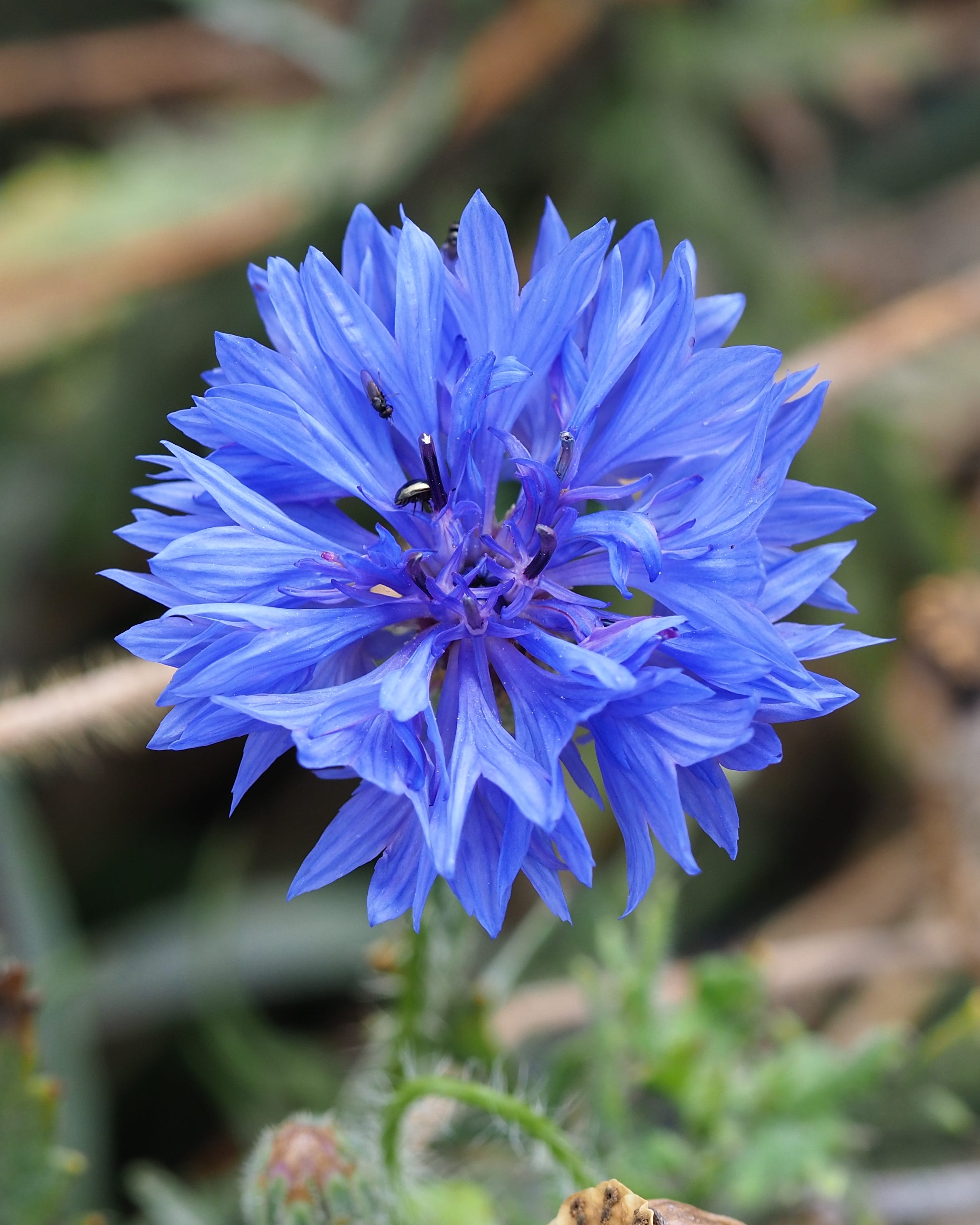 fast growing cornflowers