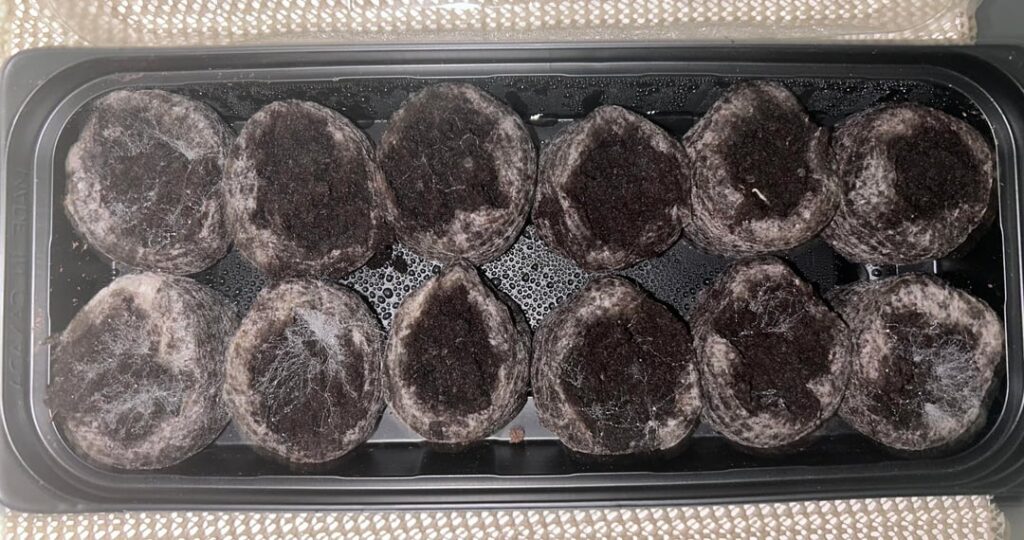 Is this mold on my seed starters? Is this mold on my seed starters?