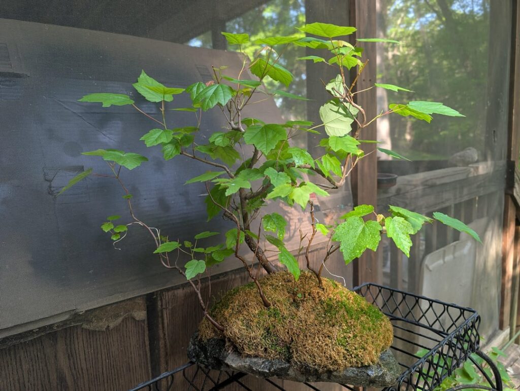 maples on rock - growing 10 years