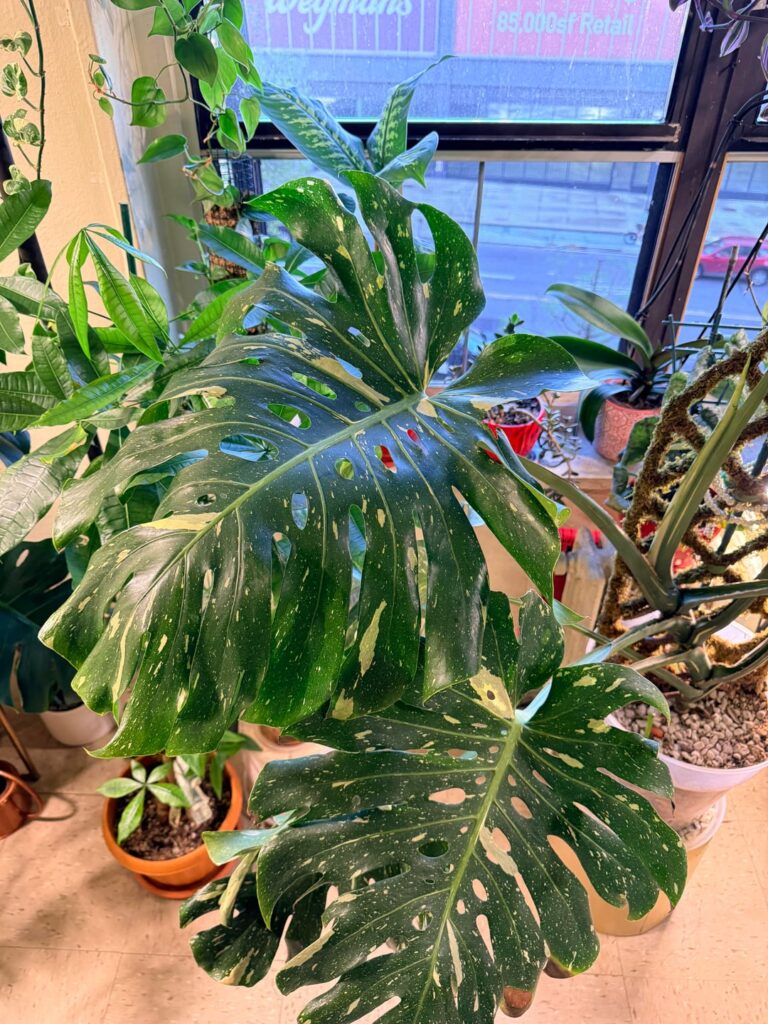 Big Pearl💚