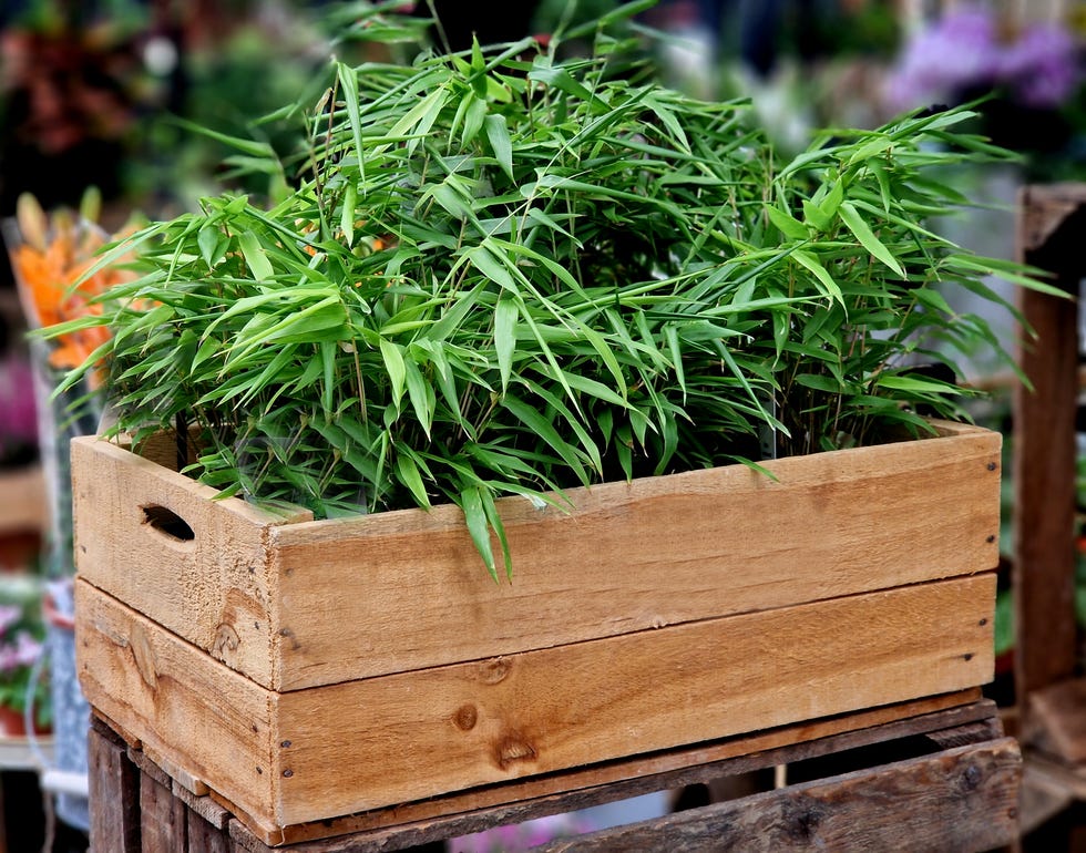 A beautiful, dense houseplant that requires a bright to sunny spot. In summer, you can also move it to the balcony and terrace.