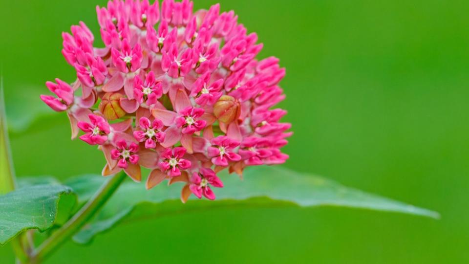 Purple milkweed, Asclepias purpurascens, an uncommon species of mesic prairies and woodland edges in eastern North America.