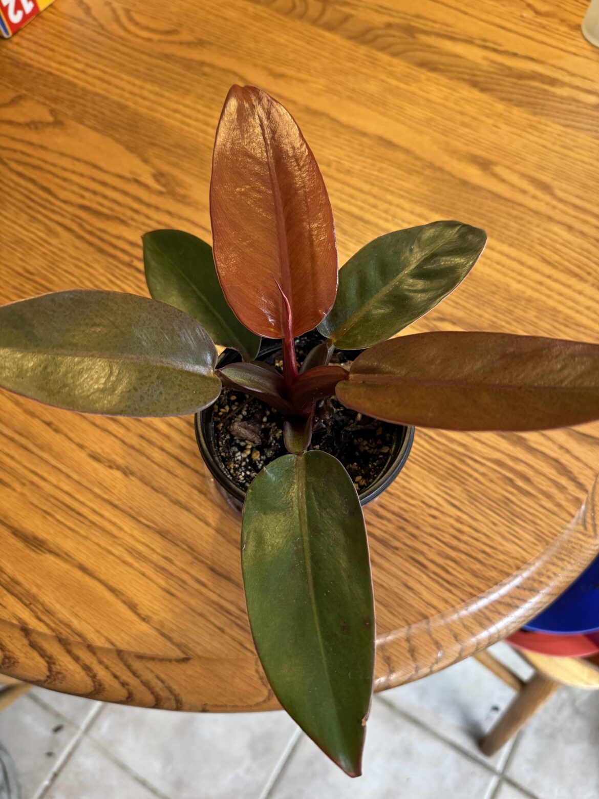 Is Google correct, Is this a prince of orange?
