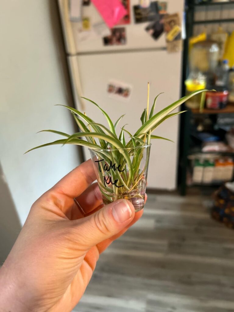 Are these ready to go into soil?