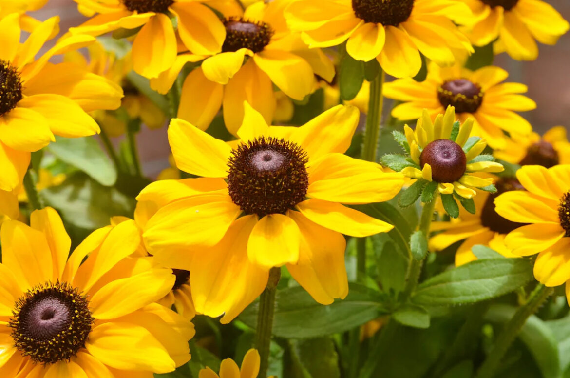 18 Tough Plants for a Disease-Free, Low-Maintenance Garden Yahoo creators home
