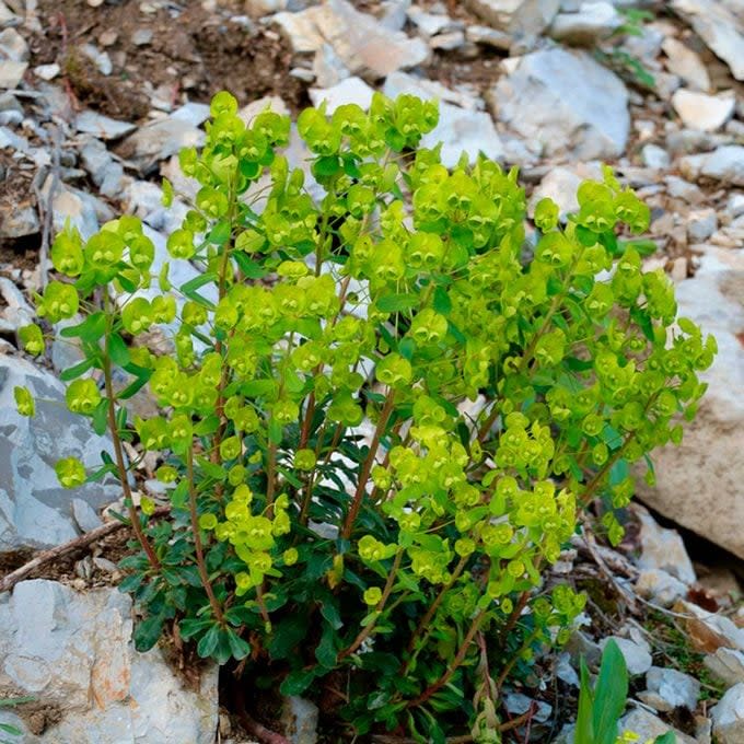 A vibrant green shrub thrives among rocky terrain, with clustered leaves and small, cup-shaped flowers, suggesting resilience in a rugged environment.