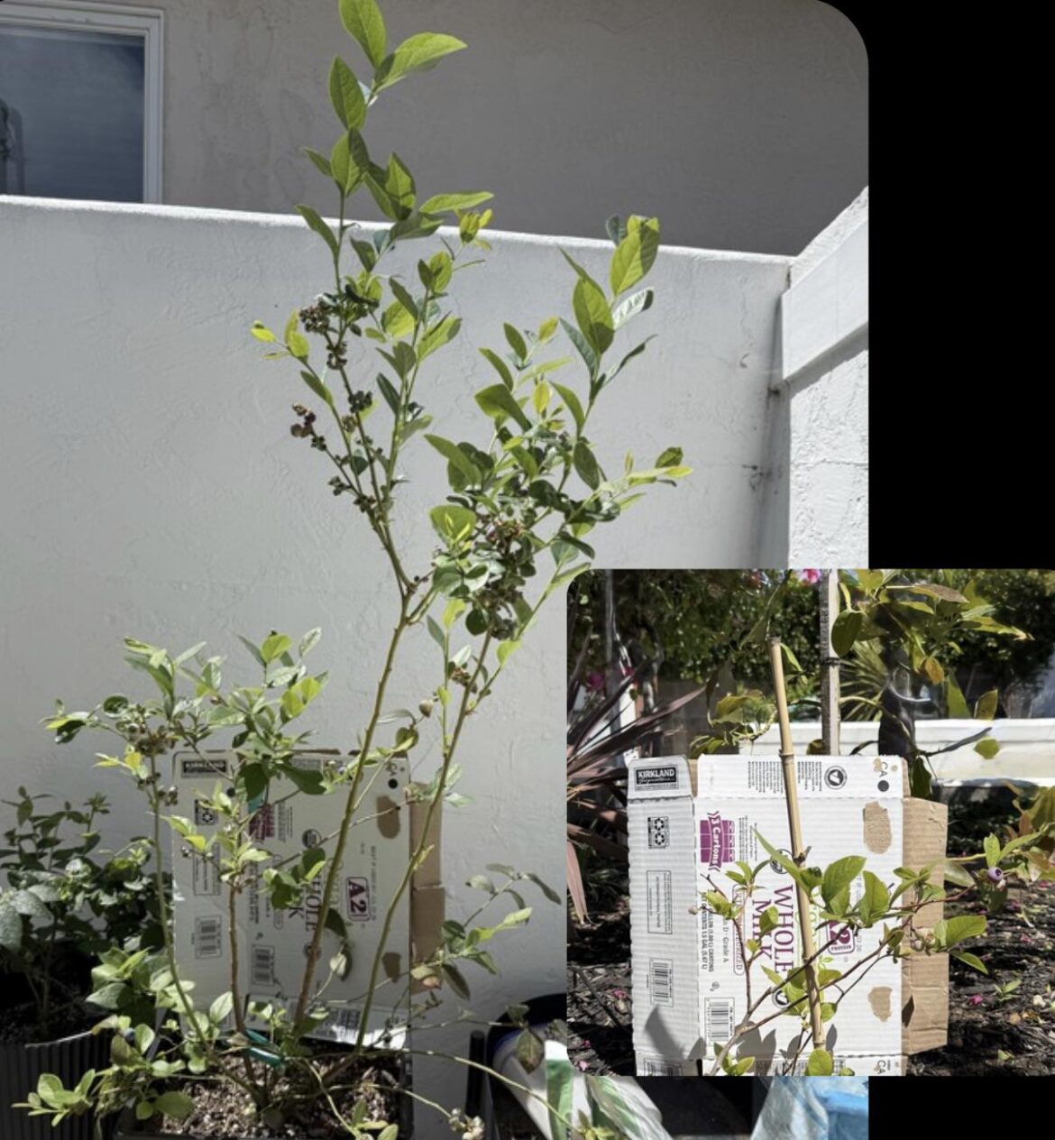 Blueberries: Pot vs Ground