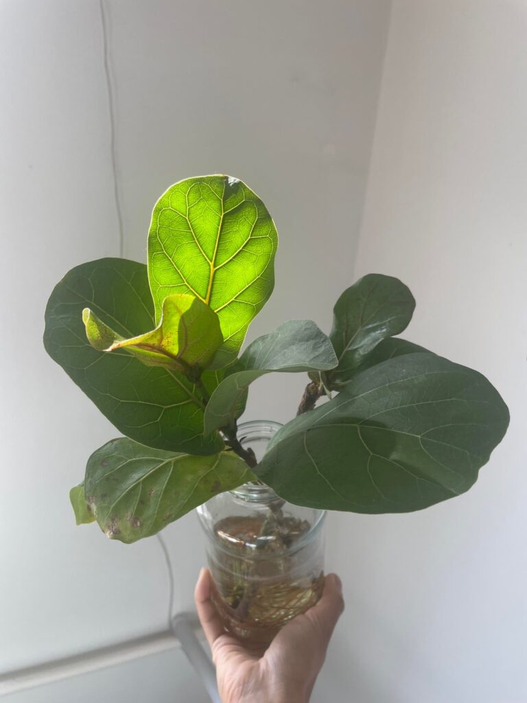 Is it too late to put into a pot? Is it too late to put into a pot?