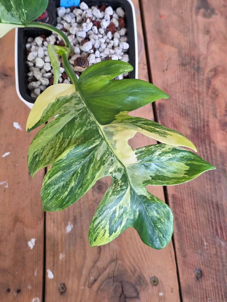 It’s getting hot in AZ! It's getting hot in AZ!