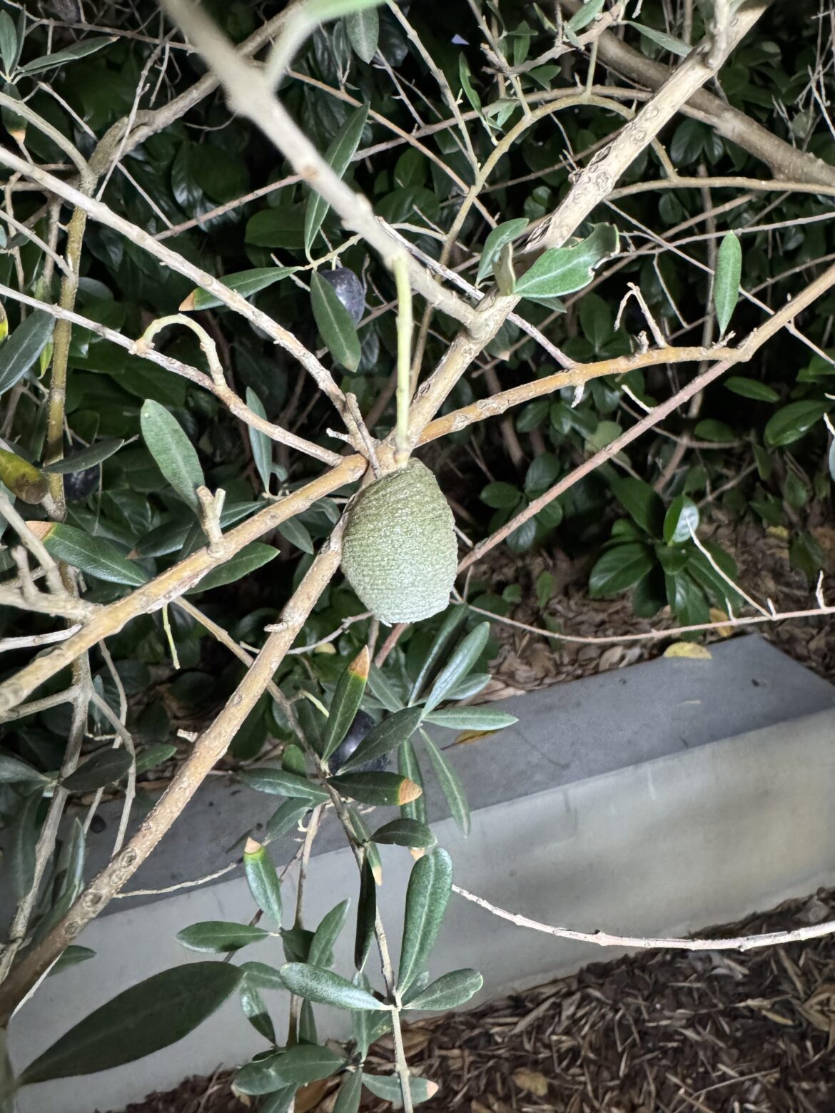 Is this a praying mantis egg sac?