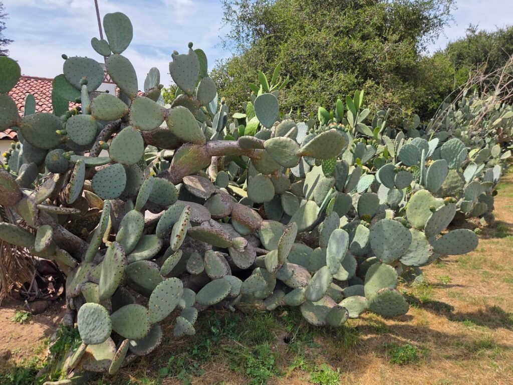 Opuntia at SB Mission