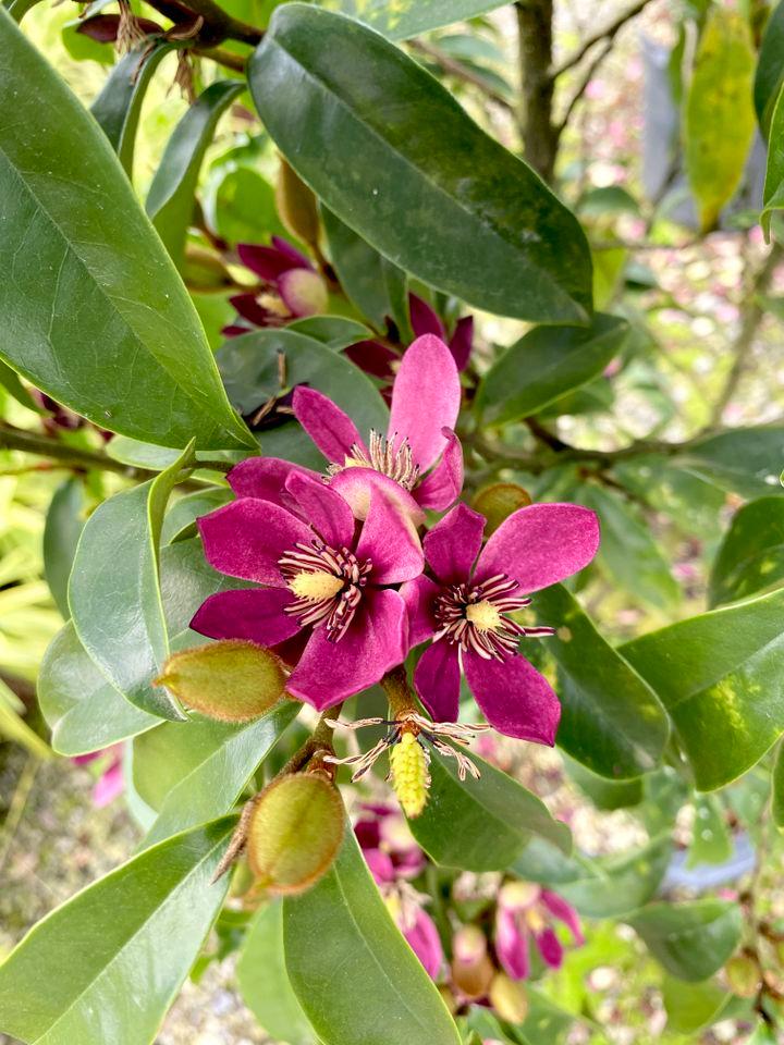 Credit: Southern Living Plant Collection