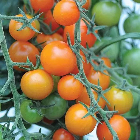 Are you planting tomatoes too early?