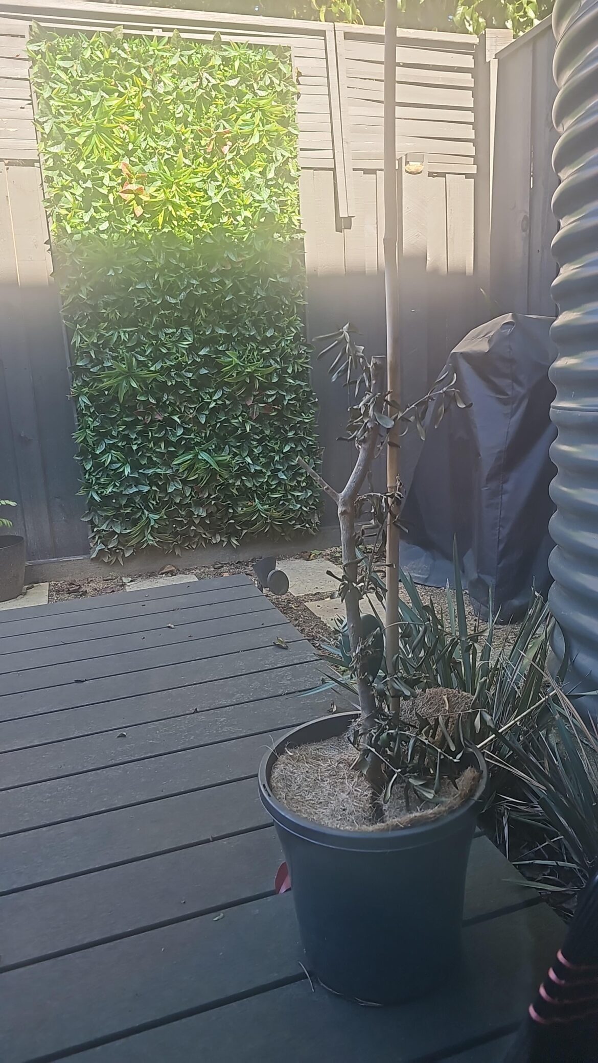 Help me salvage this olive tree. If possible. Help me salvage this olive tree. If possible.