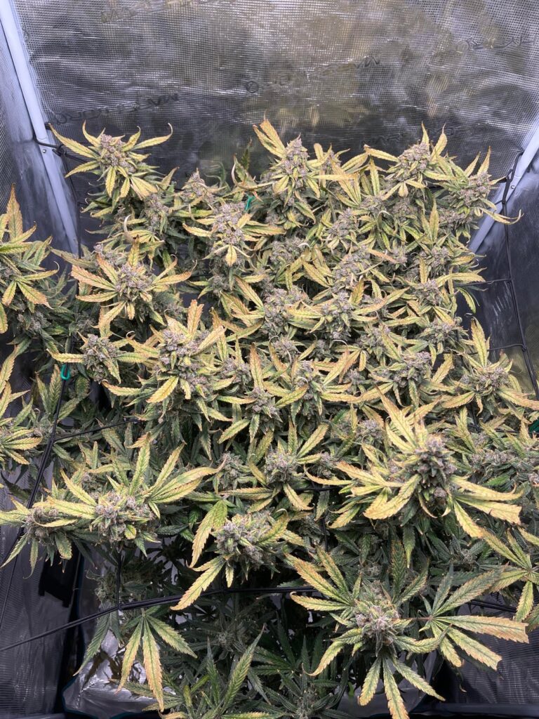 Strawberry gorilla