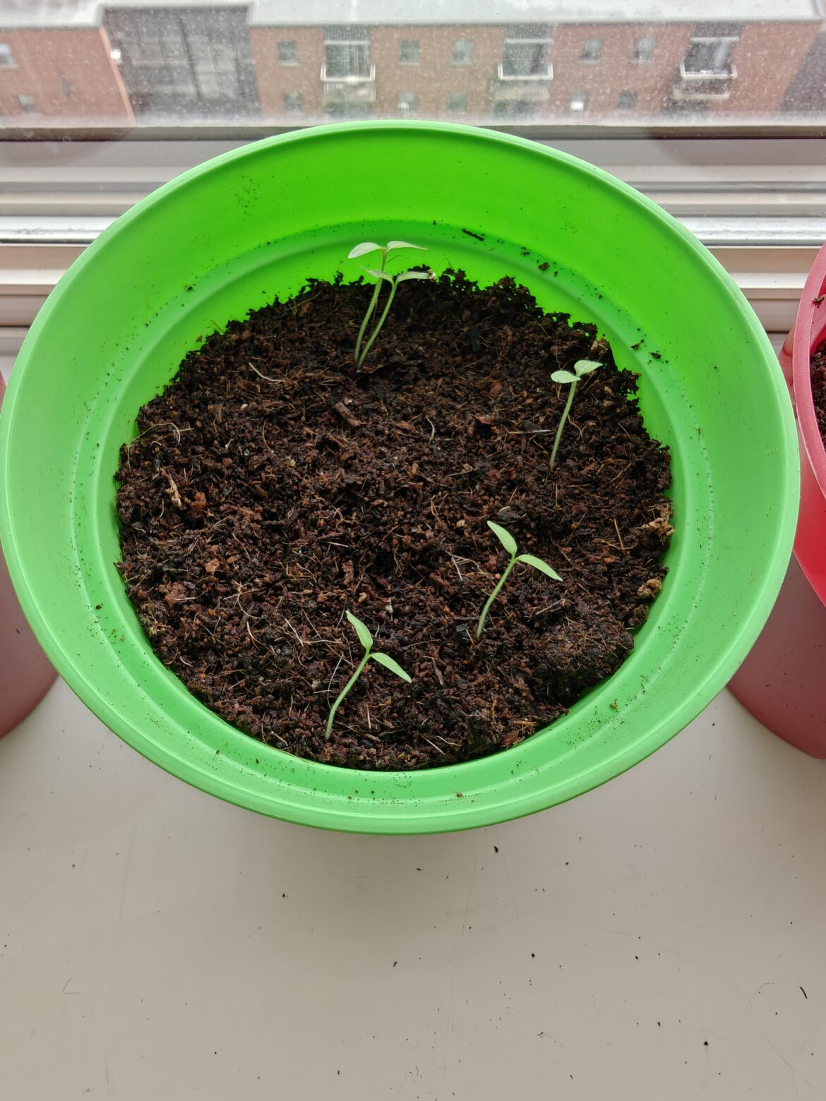 Tomato seedlings