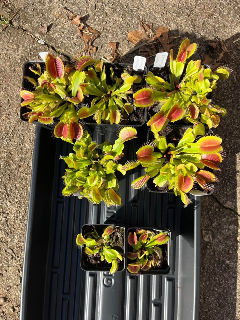 No dormancy update- gotta do some splitting