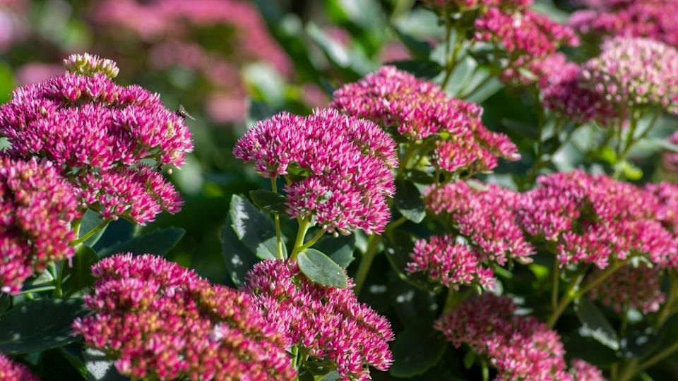 Hylotelephium sedum spectabile autumnal purple flowering ornamental plant, beautiful autumn joy stonecrop flowers in bloom, green leaves