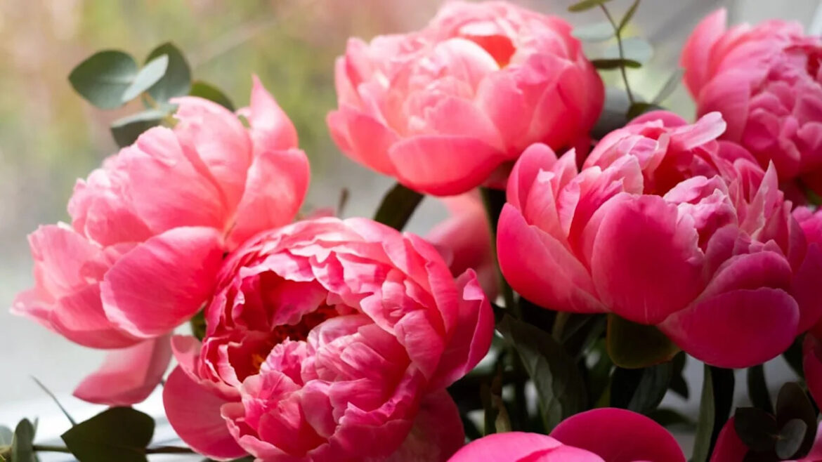 What Gardeners Are Getting Wrong With Their Peonies This April (And How to Fix It) Yahoo lifestyle home