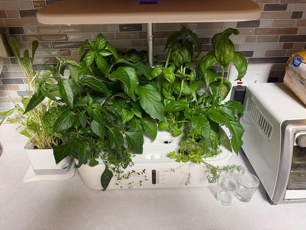 Basil problems