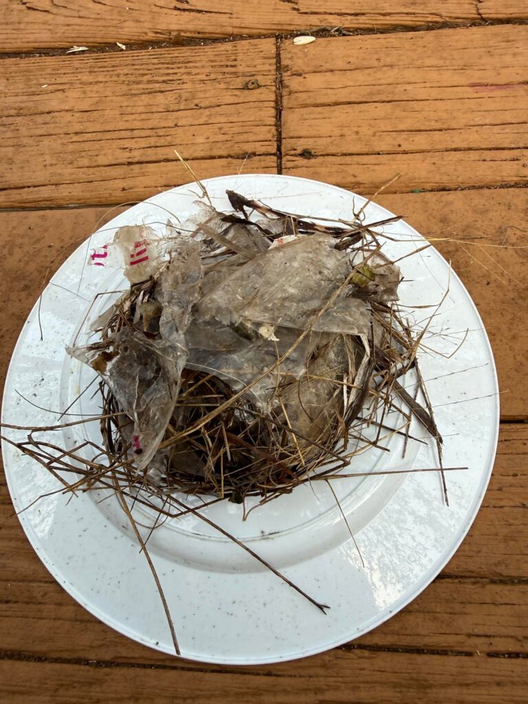 Baby birds have in the left the nest & checking out the plants