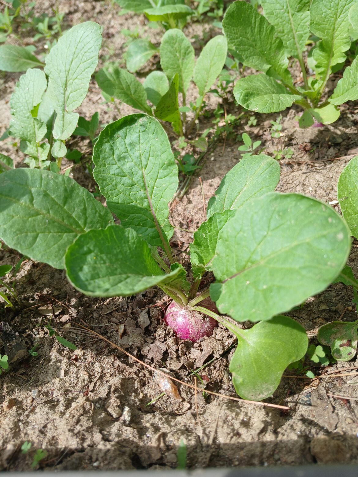 When do you pick radishes
