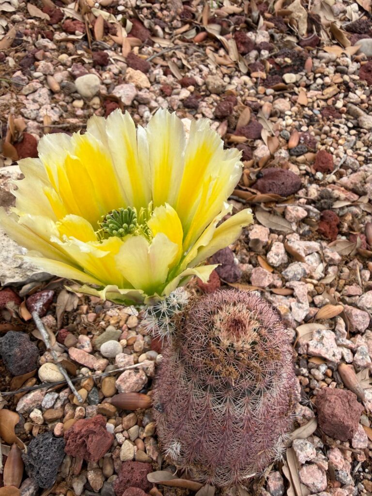 Echinocereus dasyacanthus