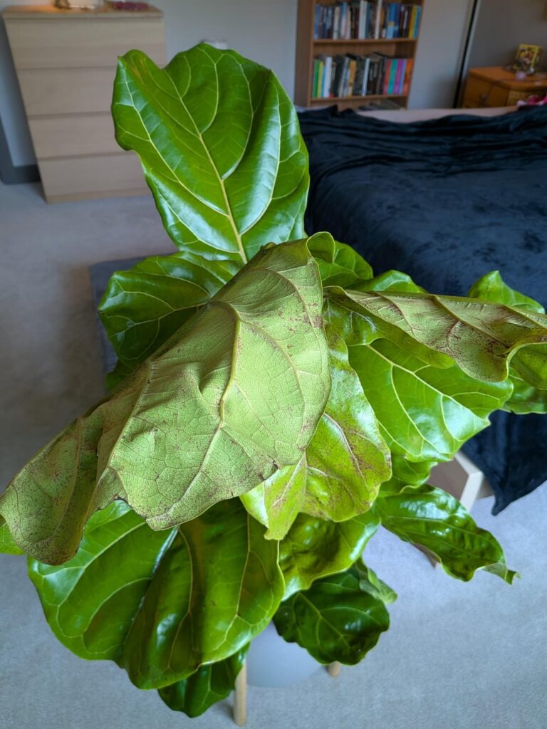 Fiddle Leaf Care Question