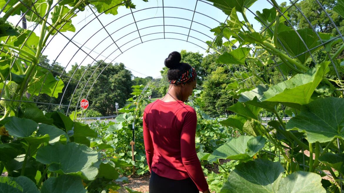 Gardening Expert Shows 5 Space-Saving Ways to Grow Vegetables Vertically Dengarden