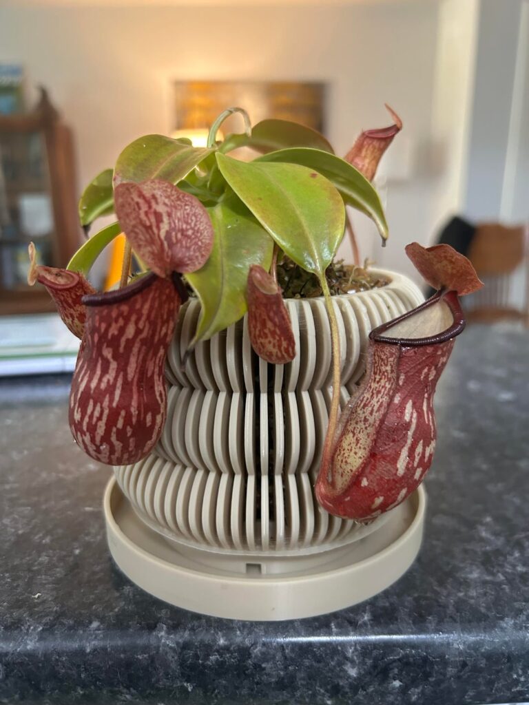 Repotted Gaya