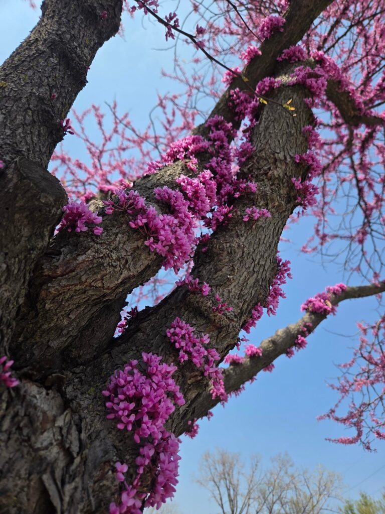 Super cool tree from US Midwest
