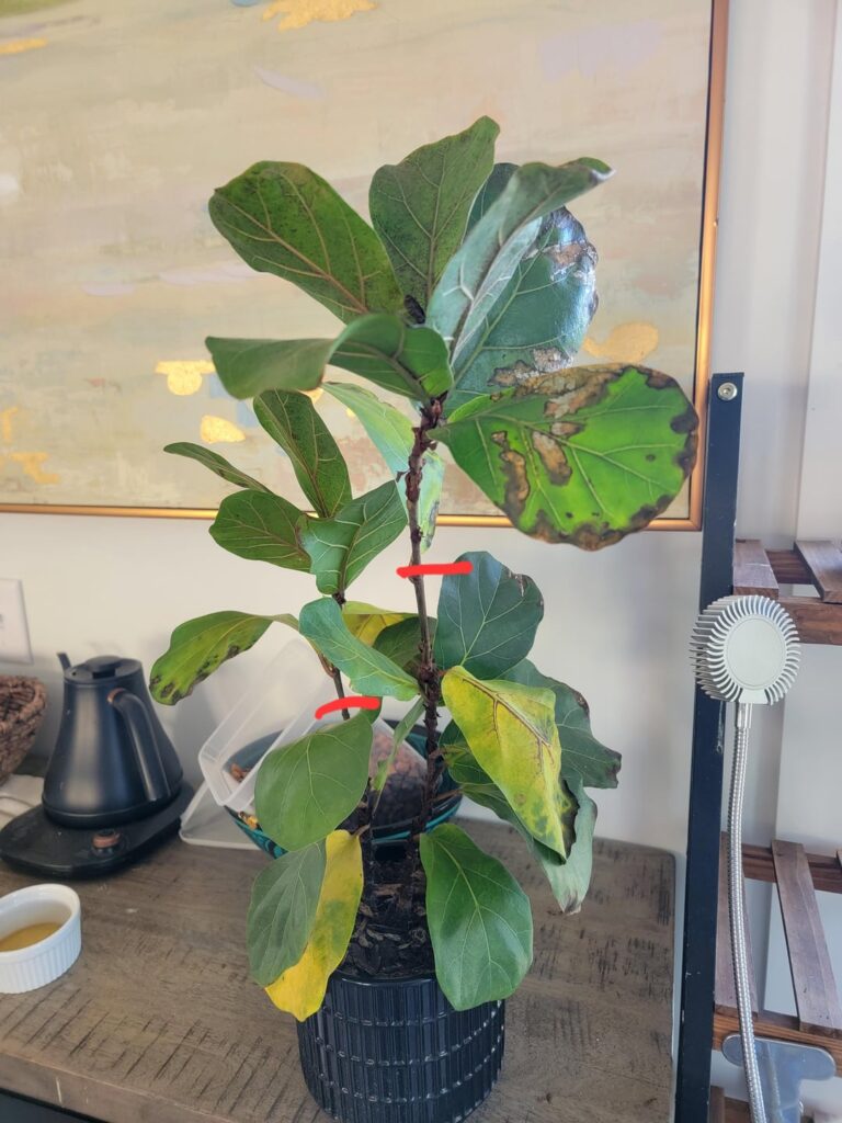 Sad FLF