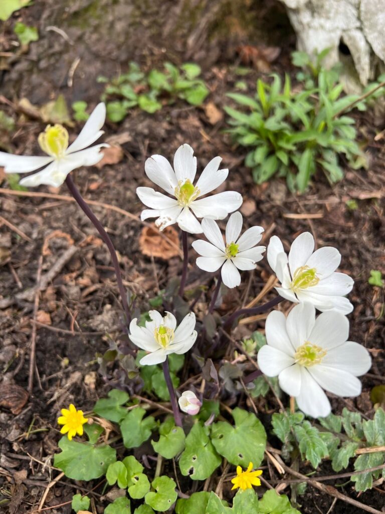 Bloodroots & Mayapples