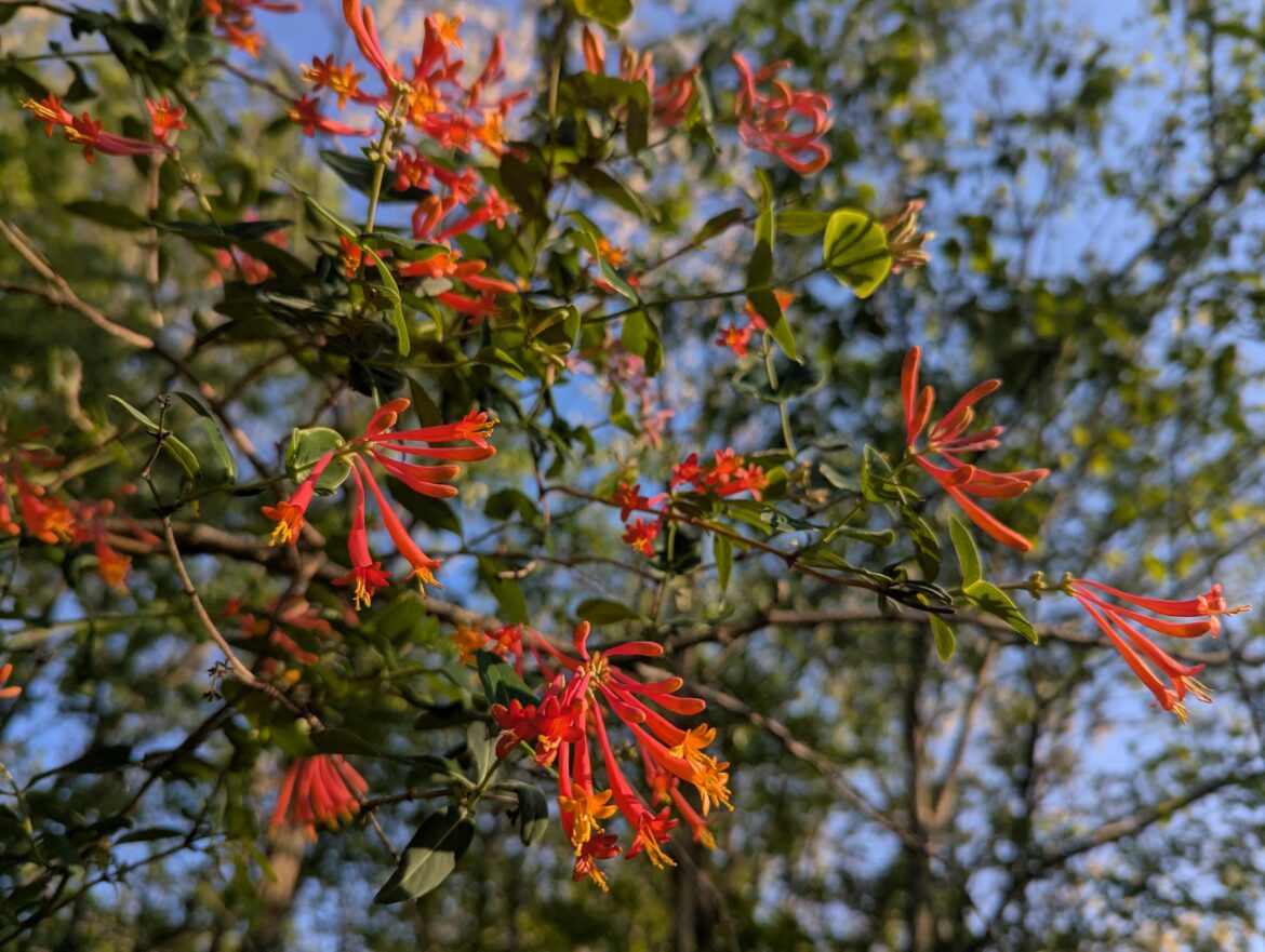 Coral honeysuckle is starting to pop 👌